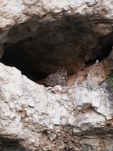 אוח מצוי במערת עובדיה
