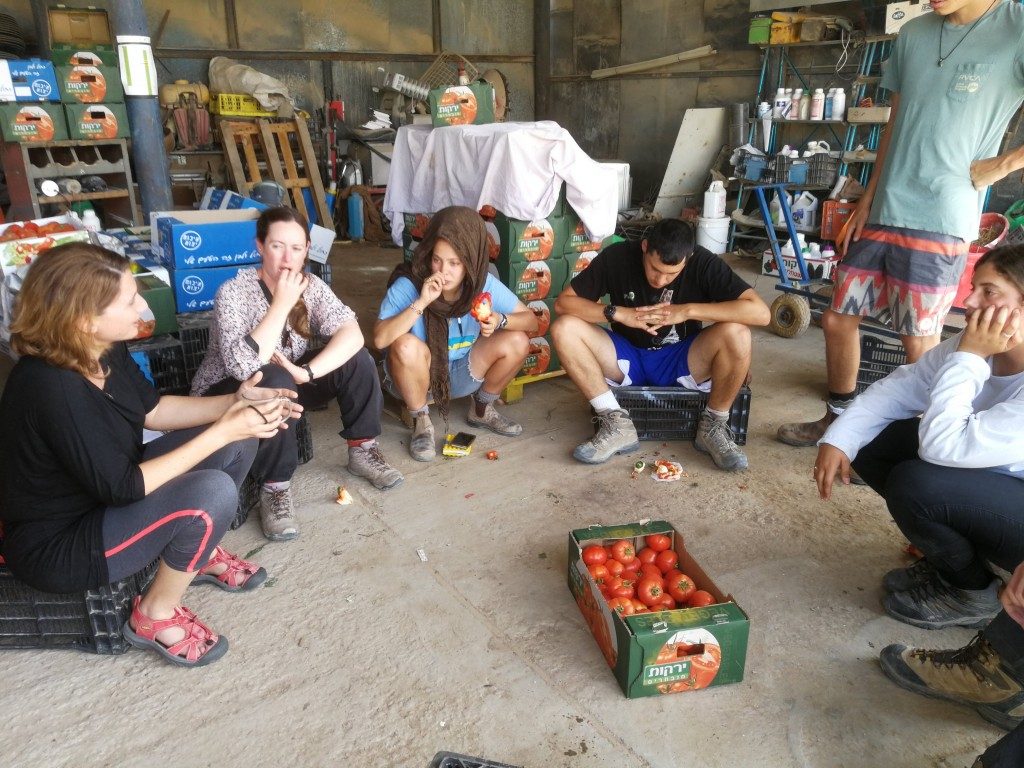 מפגש עם חקלאי הכיכר על עגבניות